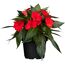 Topf mit roten Impatiens Neu Guinea