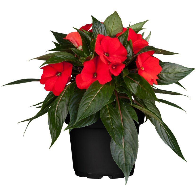 Topf mit roten Impatiens Neu Guinea