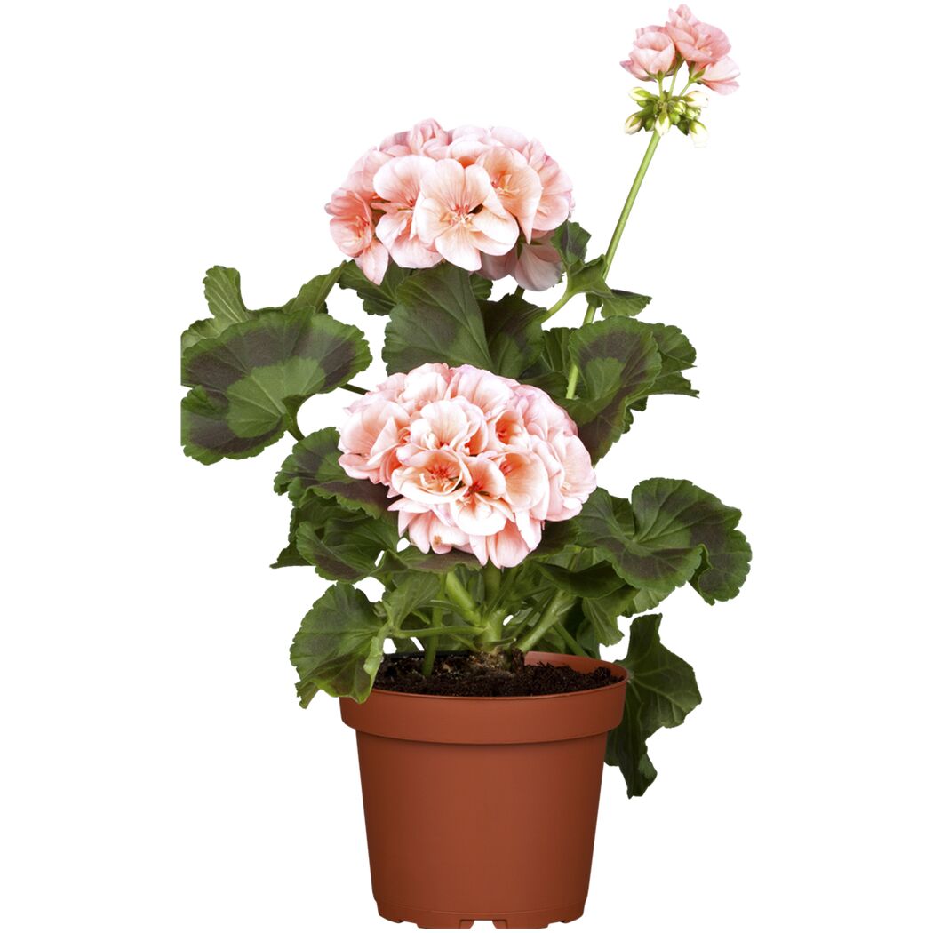 Geranie mit rosafarbenen Blüten im Topf
