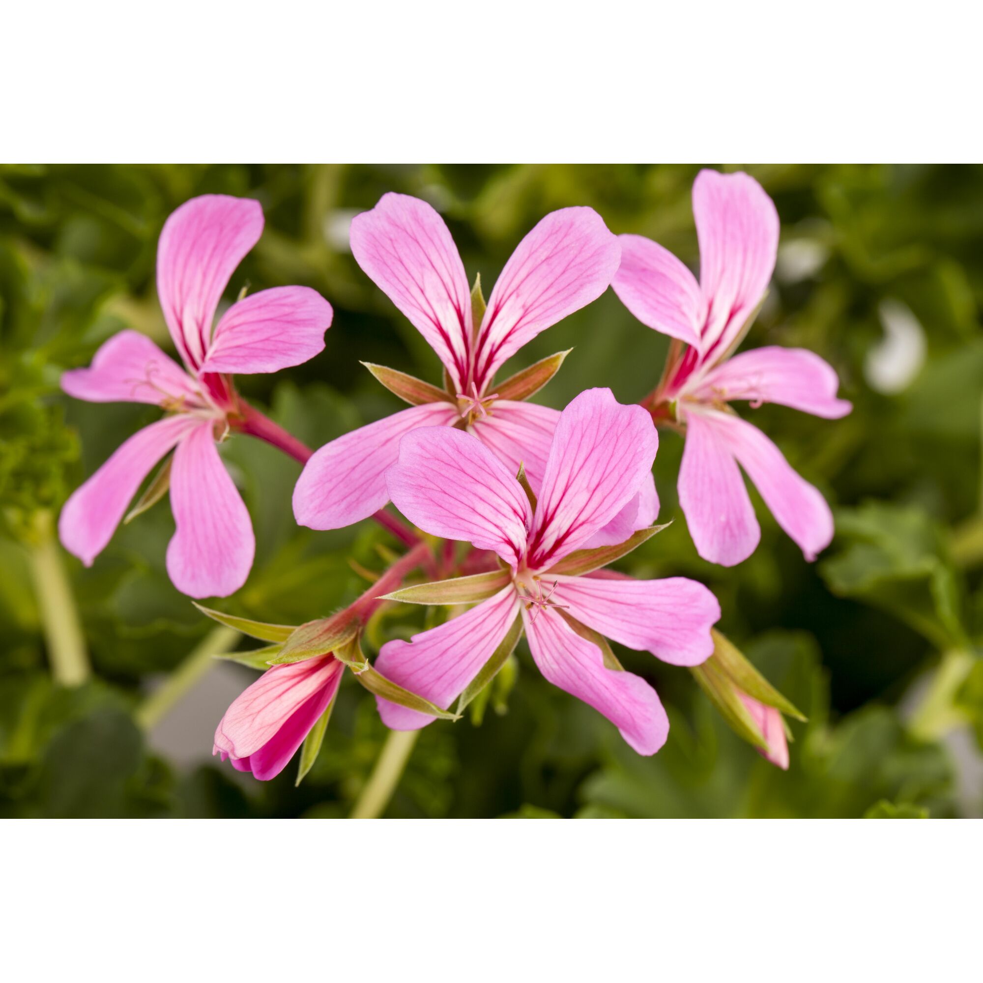 Nahaufnahme von rosa Geranienblüten