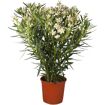hauptbild