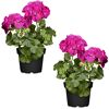 Hängende Geranie pink 12 cm Topf, 2er-Set