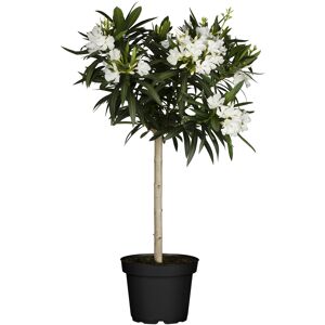 Oleander-Stamm 80 cm verschiedene Farben 20 cm Topf