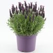 hauptbild
