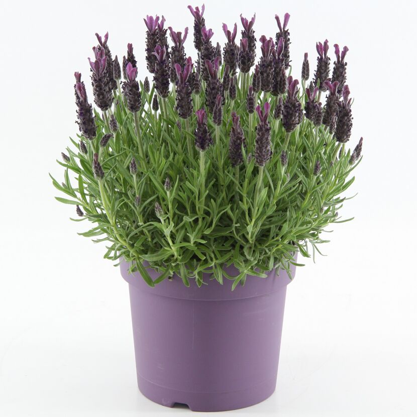 Schopflavendel 'Anouk' 19 cm Topf