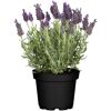 Schopflavendel 'Anouk Dark Purple' 12 cm Topf
