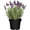 hauptbild