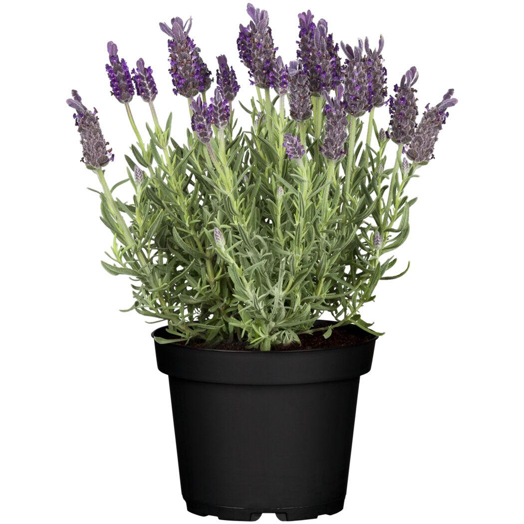 Schopflavendel 'Anouk Dark Purple' 12 cm Topf