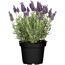 Schopflavendel 'Anouk Dark Purple' 12 cm Topf