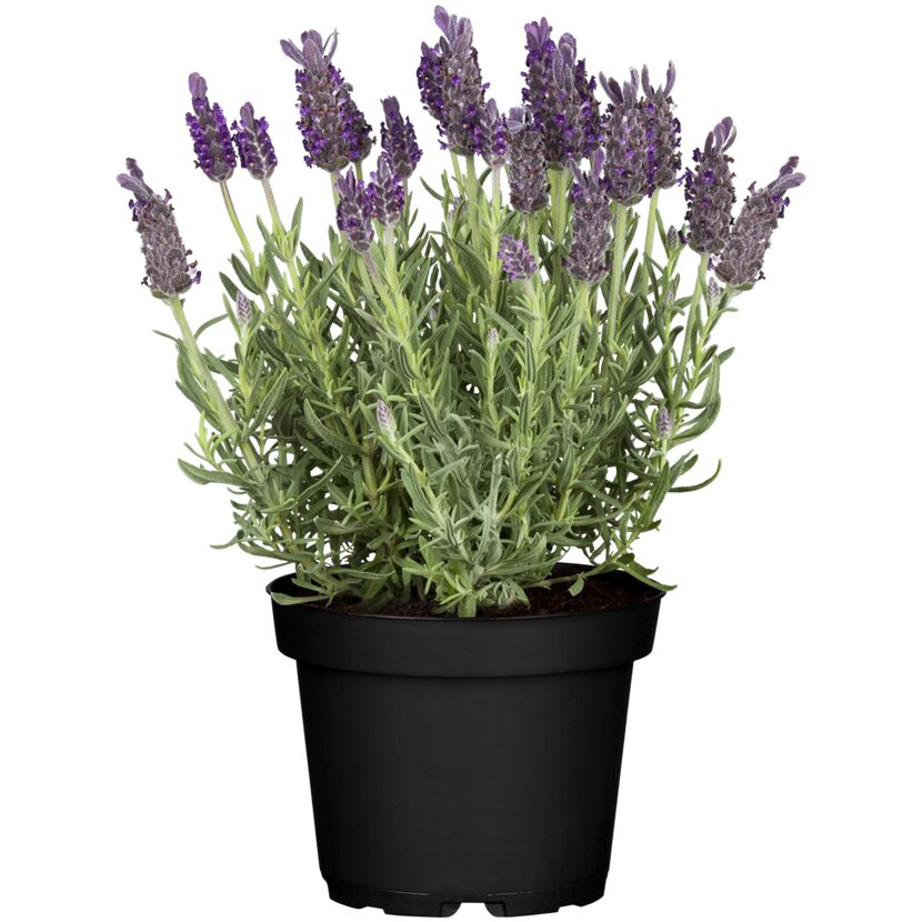 Schopflavendel 'Anouk Dark Purple' 12 cm Topf