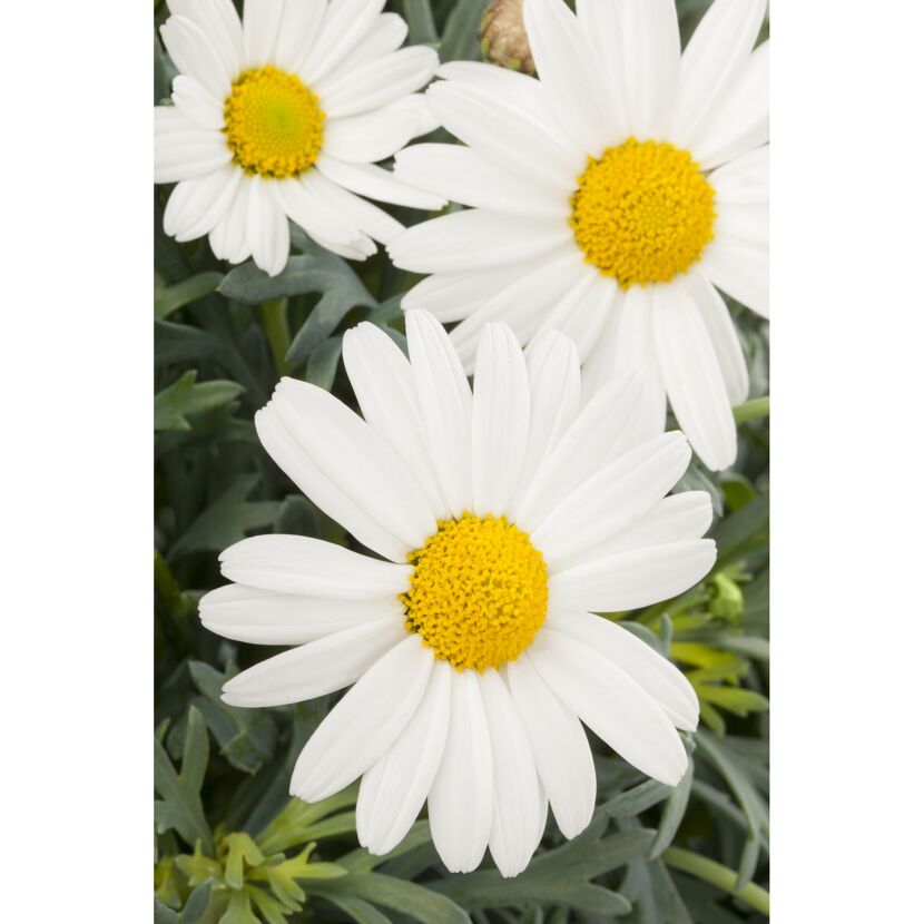 Weiße Strauchmargeriten mit gelber Mitte