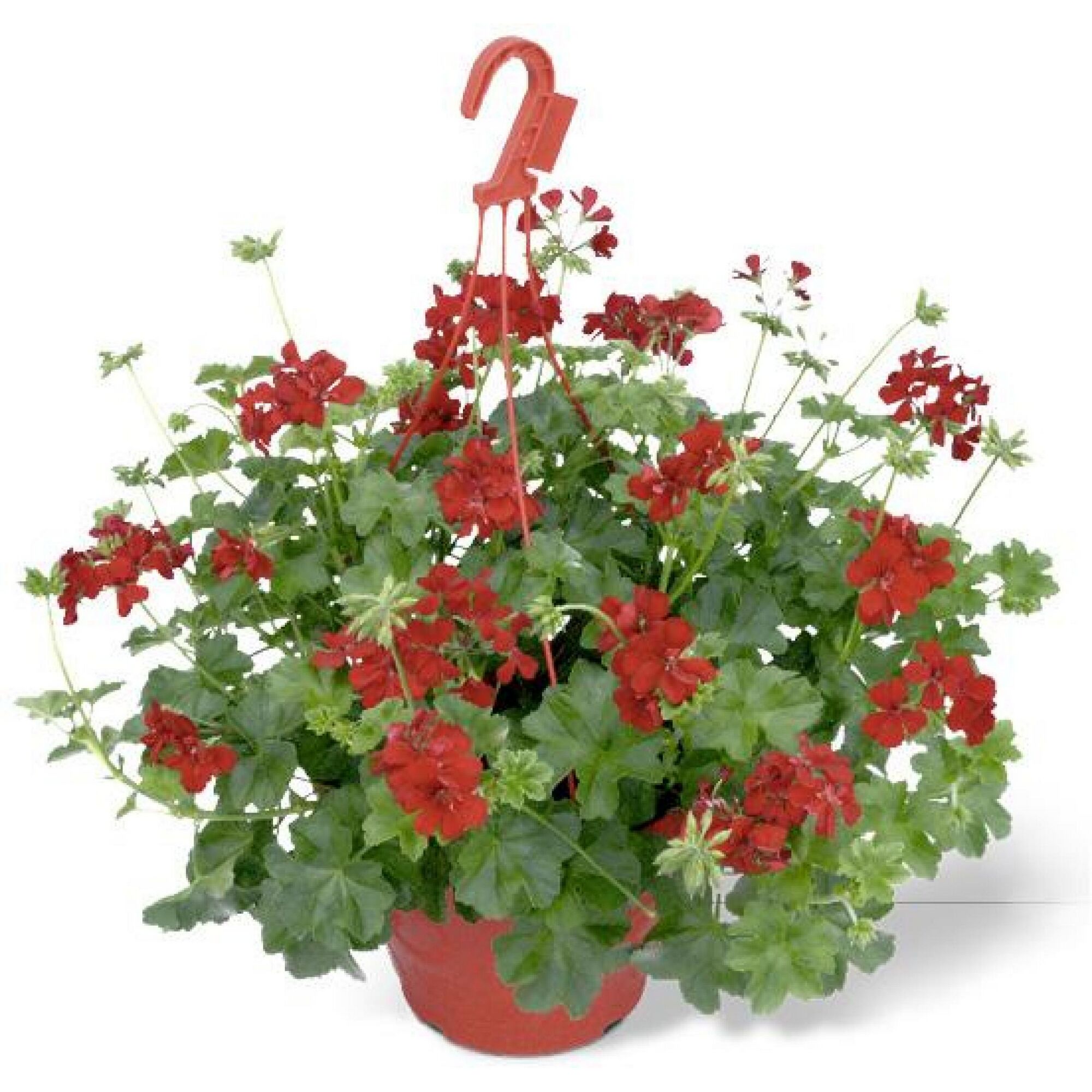 Hängende rote Geranien in einem roten Topf