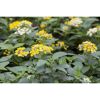 Wandelröschen verschiedene Farben 12 cm Topf