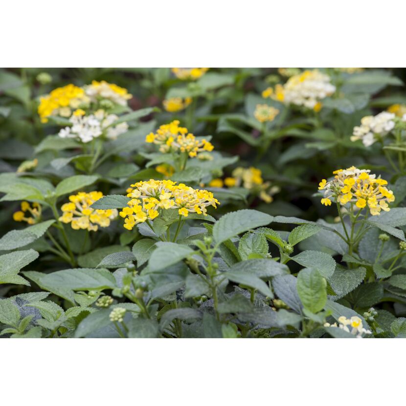 Wandelröschen verschiedene Farben 12 cm Topf