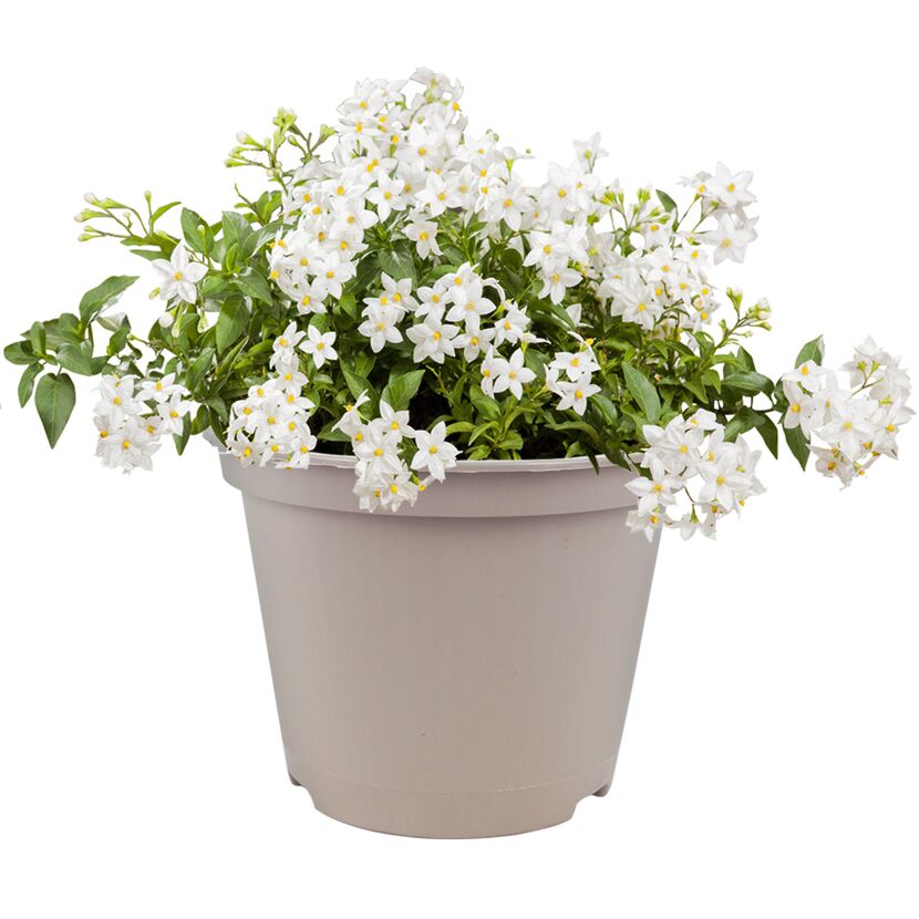 Blühender Terrassenbusch mit weißen Blüten im Topf