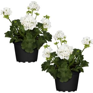 Fairtrade Stehende Geranie 12 cm Topf, 2er-Set