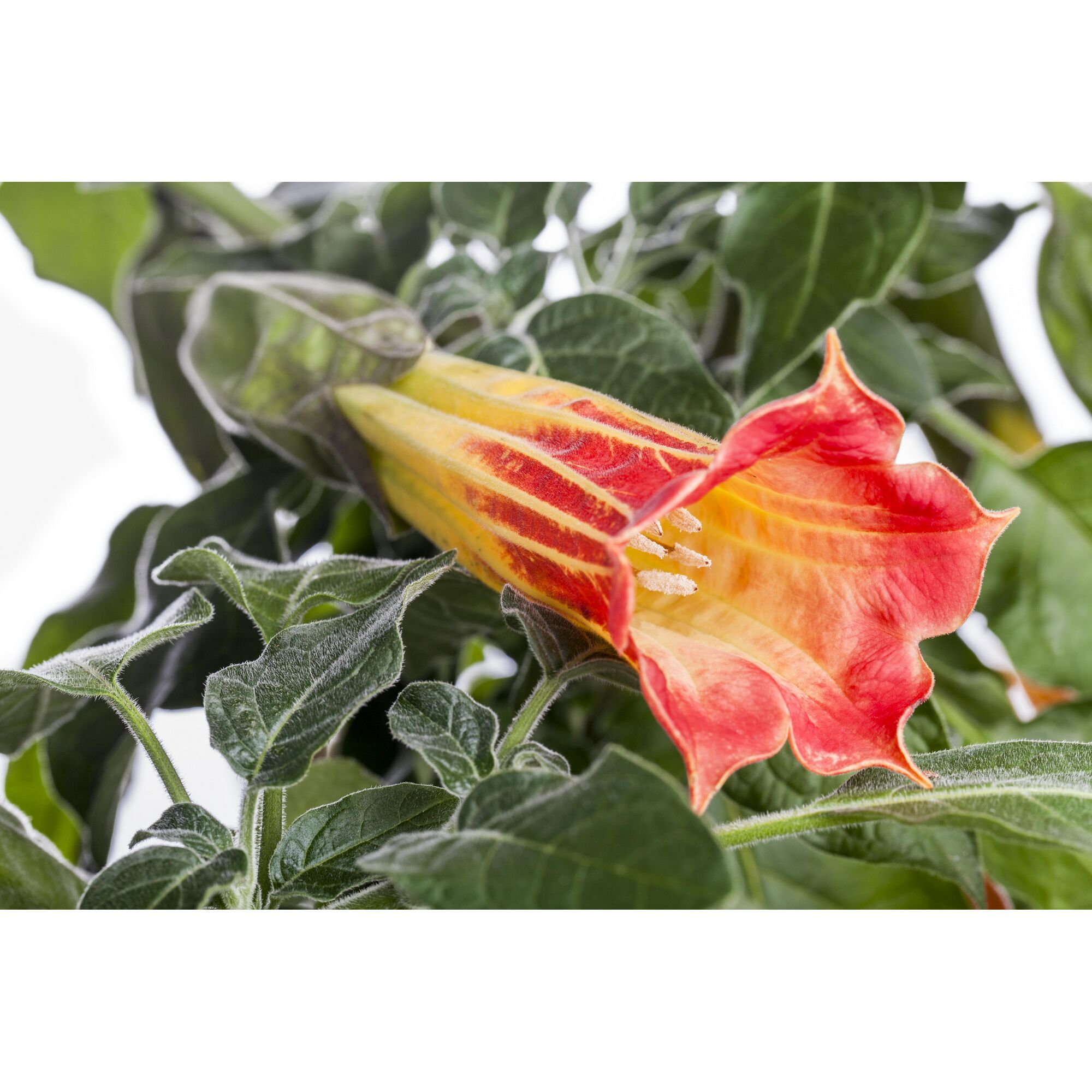 Nahaufnahme einer trompetenförmigen Blüte der Engelstrompete