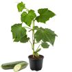 hauptbild