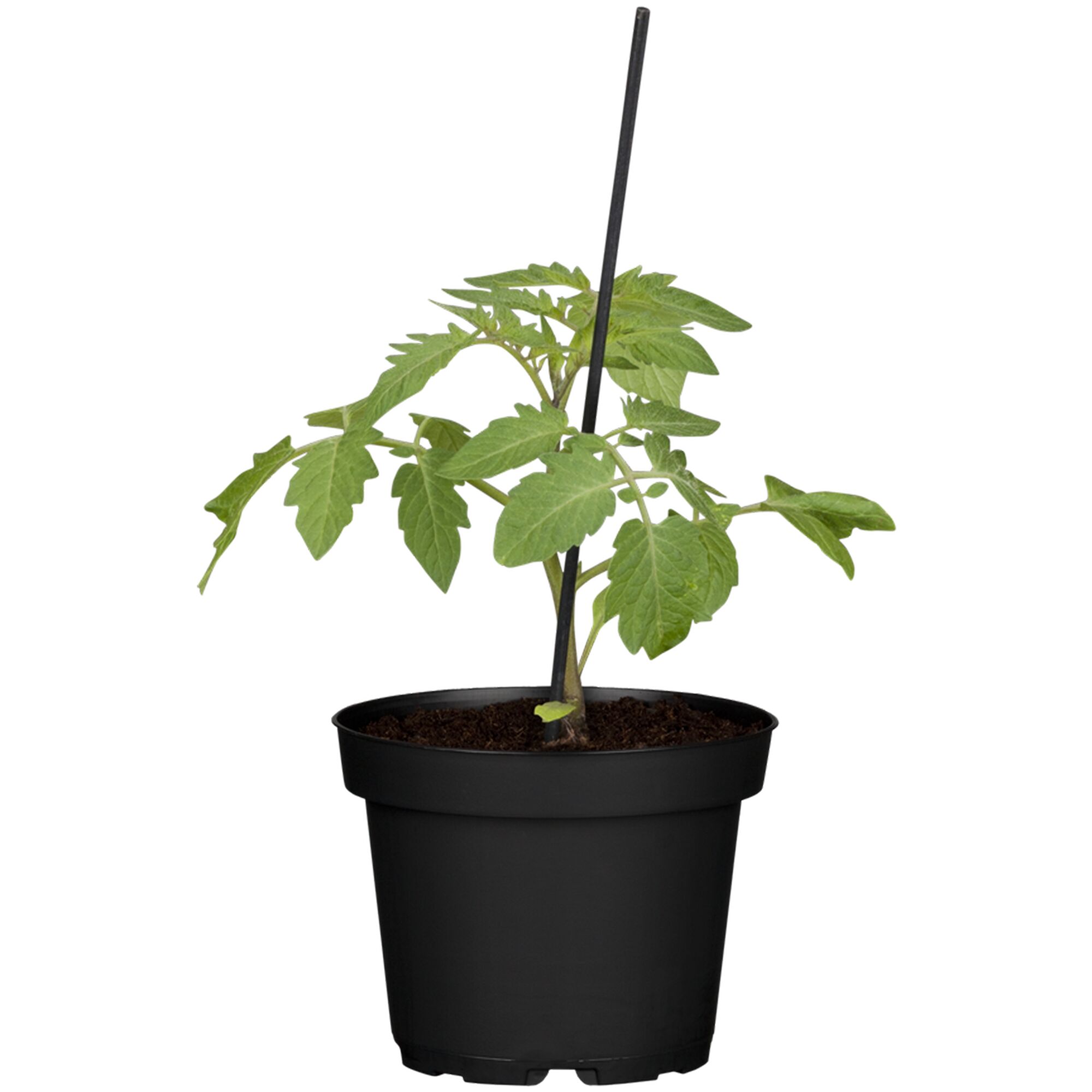 Tomatenpflanze im Topf mit Stab