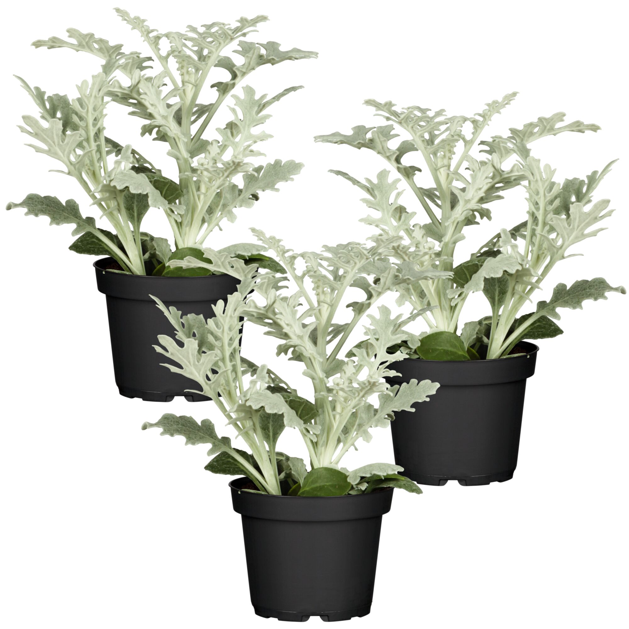 Drei silbergraue Pflanzen im Topf