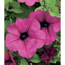Sommerblumen Hängepetunie "Surfinia"
