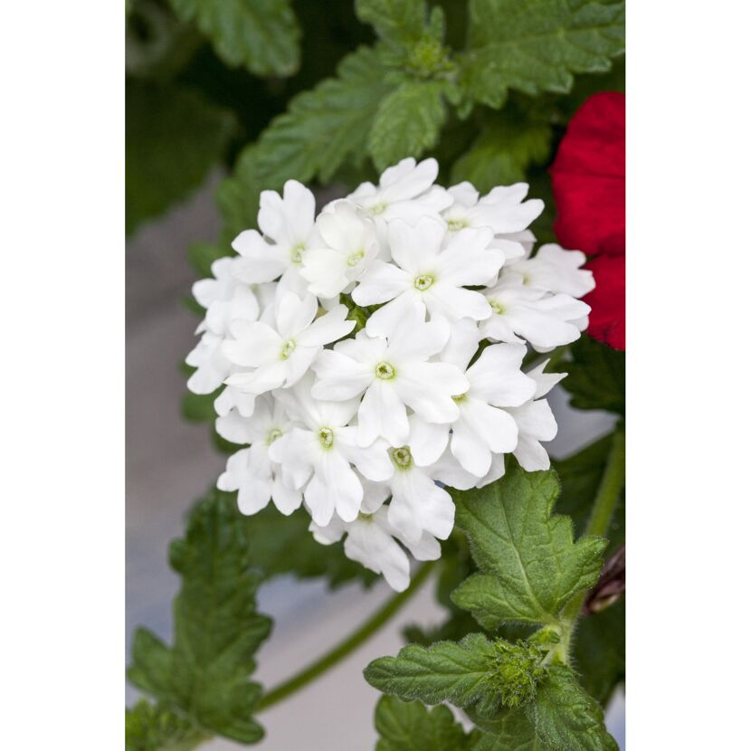 Weiße Verbenenblüte
