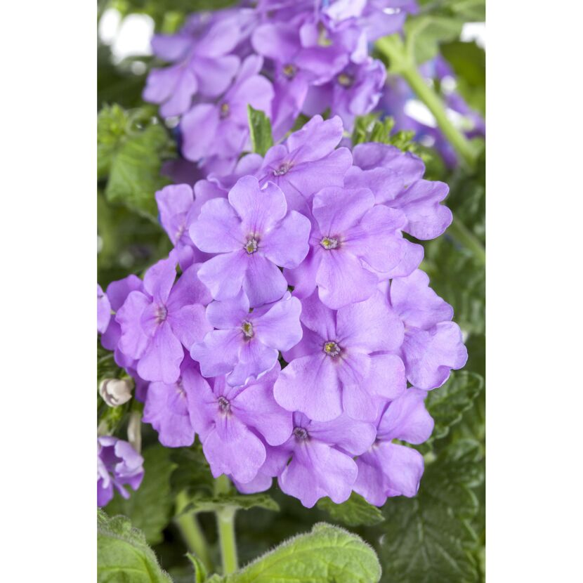 Lila Eisenkrautblüten