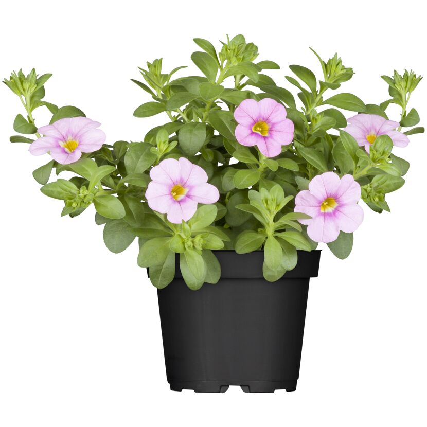 Calibrachoa-Pflanze im schwarzen Topf