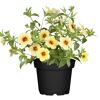 Gelbe Calibrachoa im schwarzen Topf