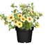 Gelbe Calibrachoa im schwarzen Topf