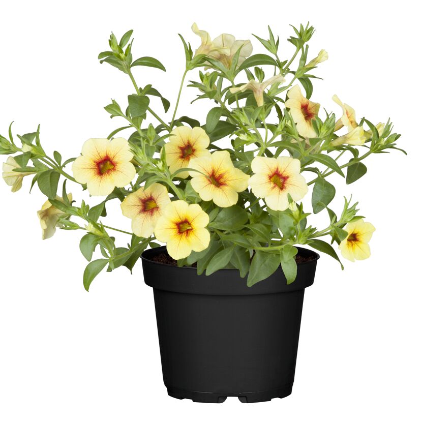 Gelbe Calibrachoa im schwarzen Topf