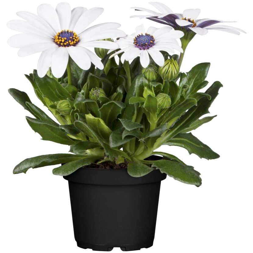 Weiße und violette Margeriten in schwarzem Topf