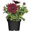 Dunkelrote Osteospermum-Blüten in schwarzem Topf