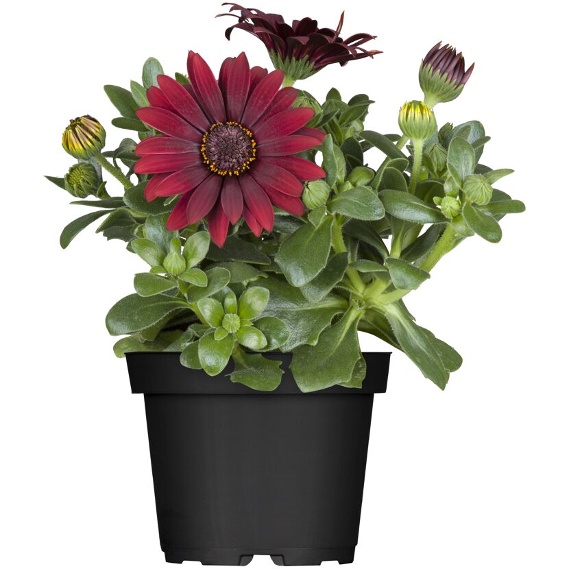 Dunkelrote Osteospermum-Blüten in schwarzem Topf