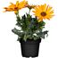 Drei orangefarbene Blumen in einem schwarzen Topf