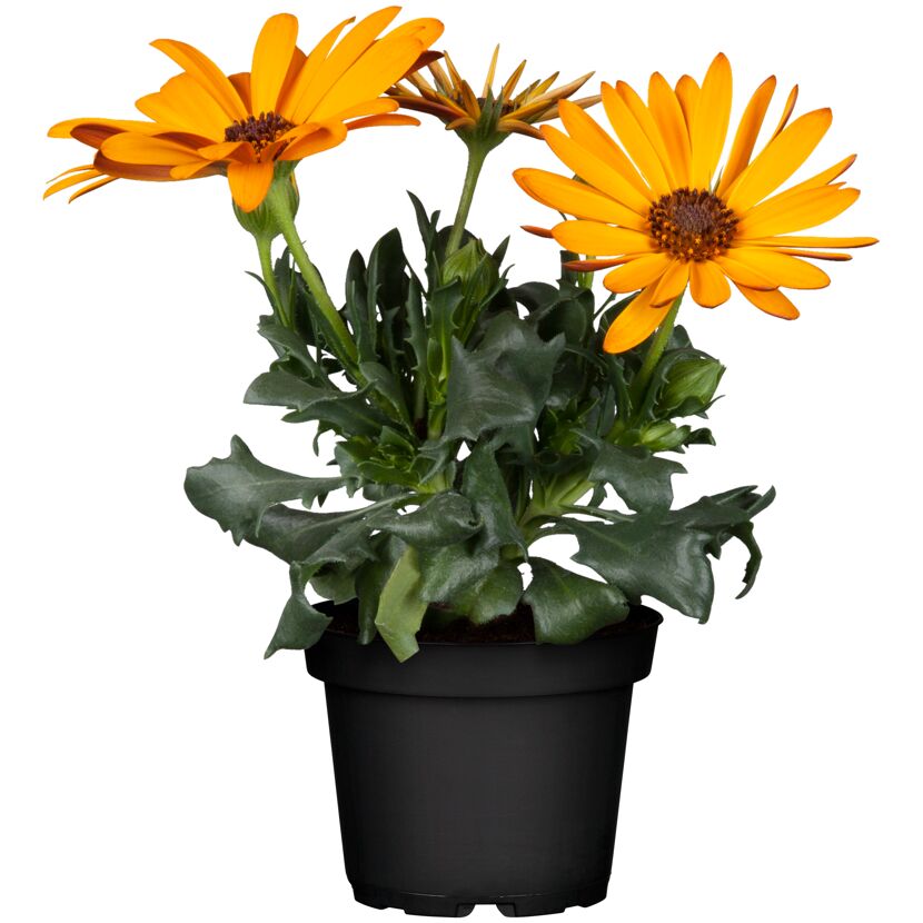 Drei orangefarbene Blumen in einem schwarzen Topf