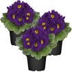 hauptbild