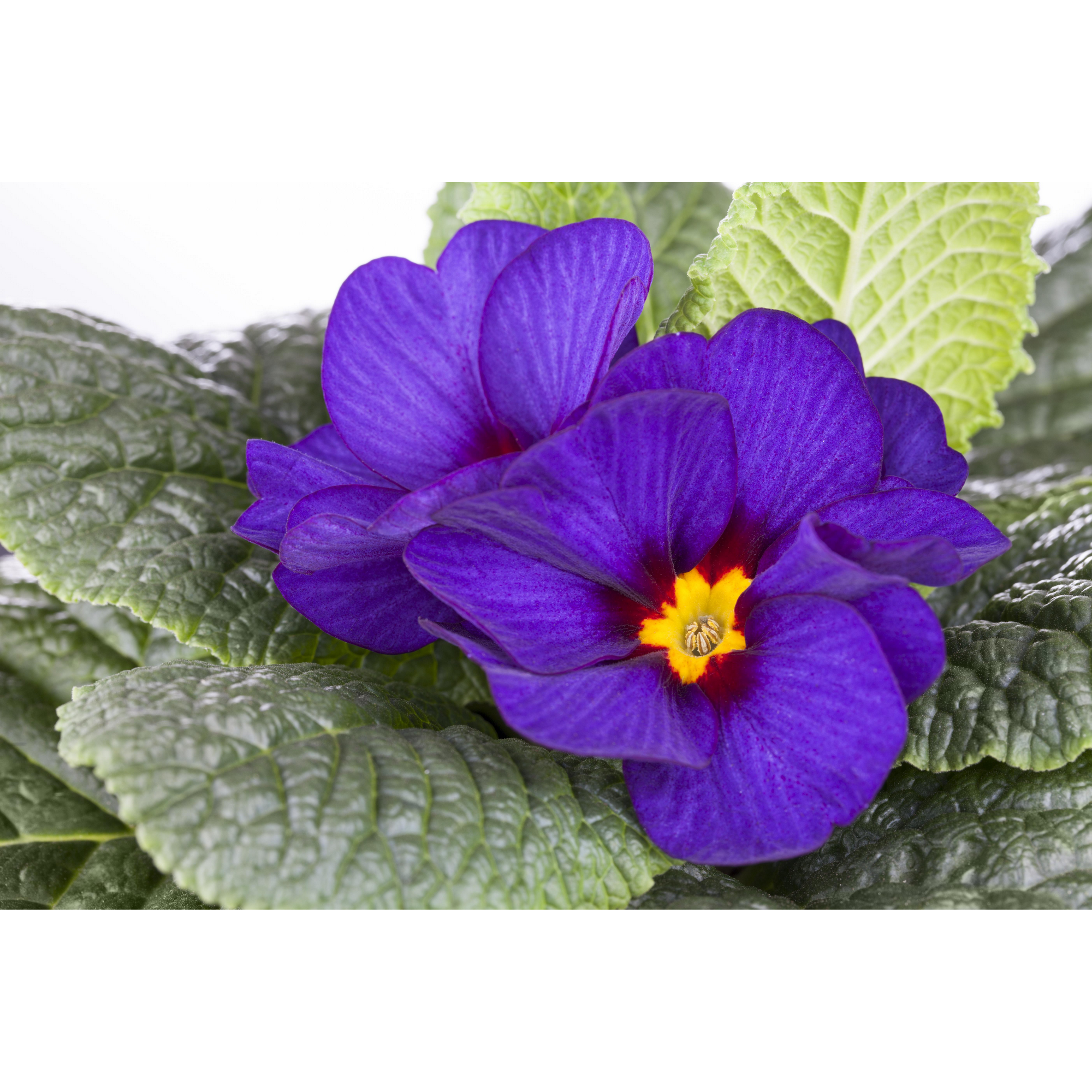 Primel violett 10,5 cm Topf 3er-Set + product picture