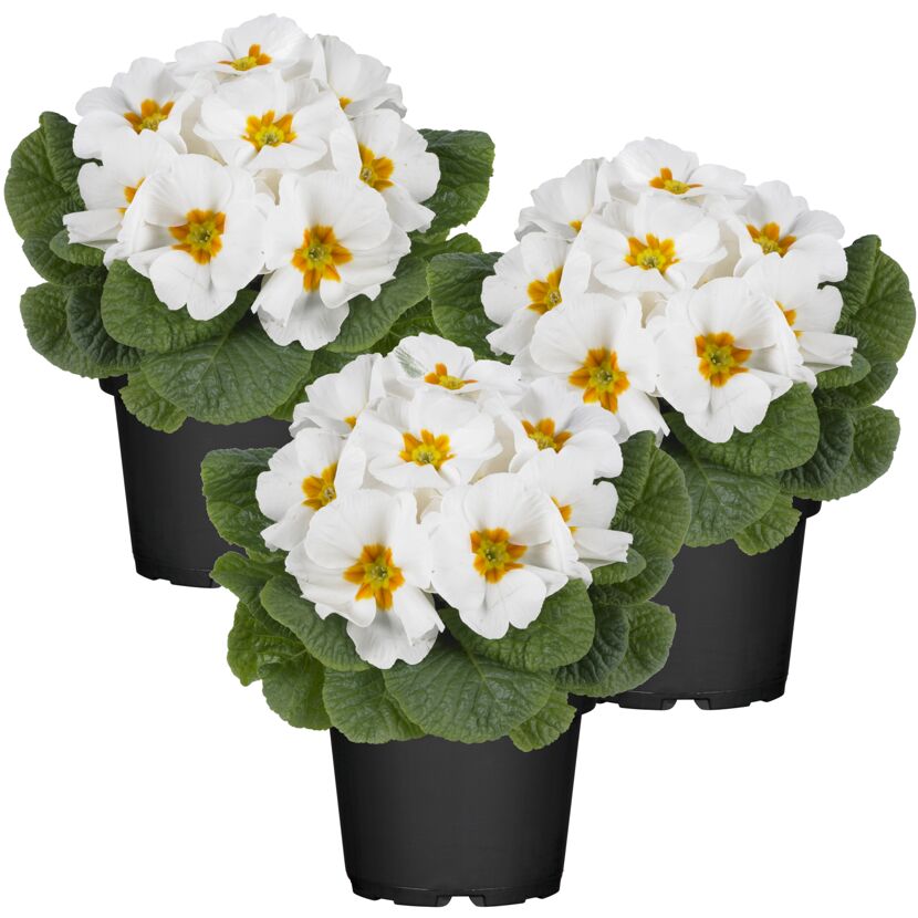Primel weiß 10,5 cm Topf 3er-Set