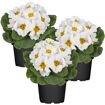 hauptbild