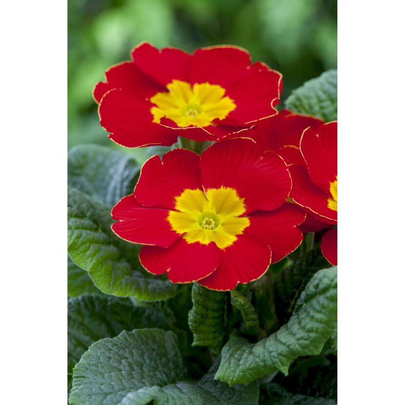 Nahaufnahme von roten Primeln mit gelber Mitte.