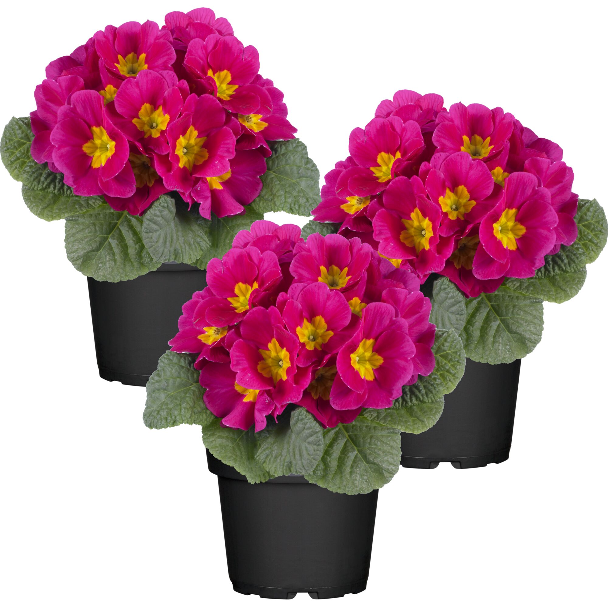 Drei Primeln in schwarzen Töpfen