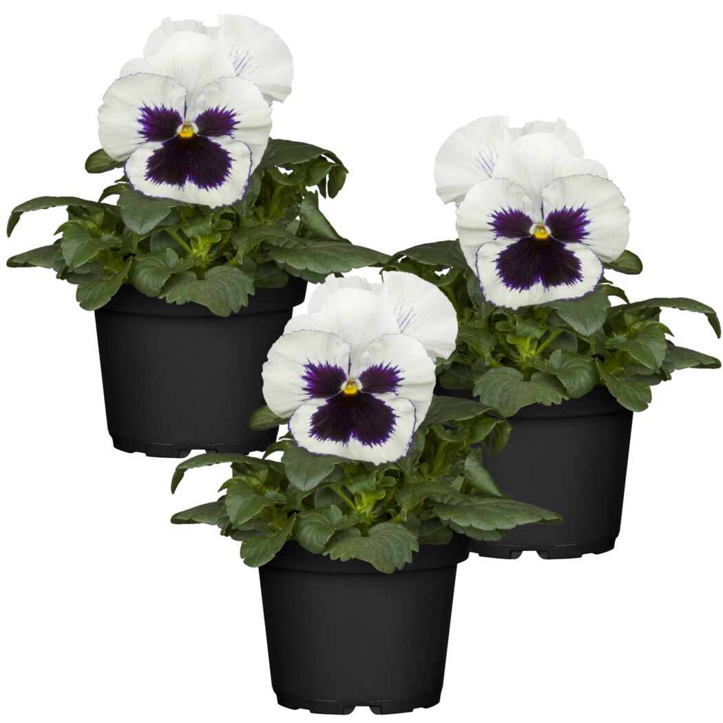 Drei weiße Stiefmütterchen mit violettem Auge in schwarzen Töpfen