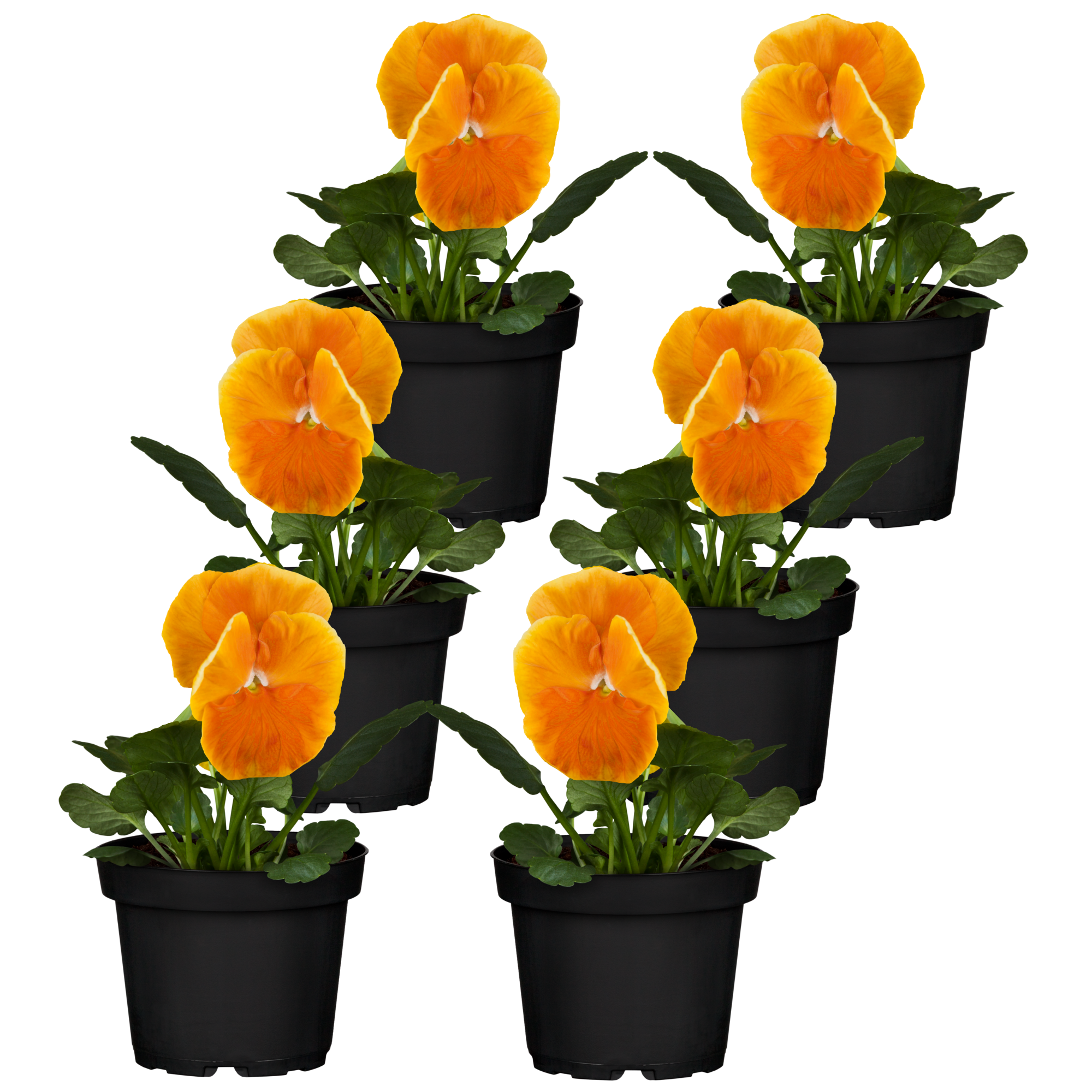 Stiefmütterchen orange 9 cm Topf, 6er-Set + product picture