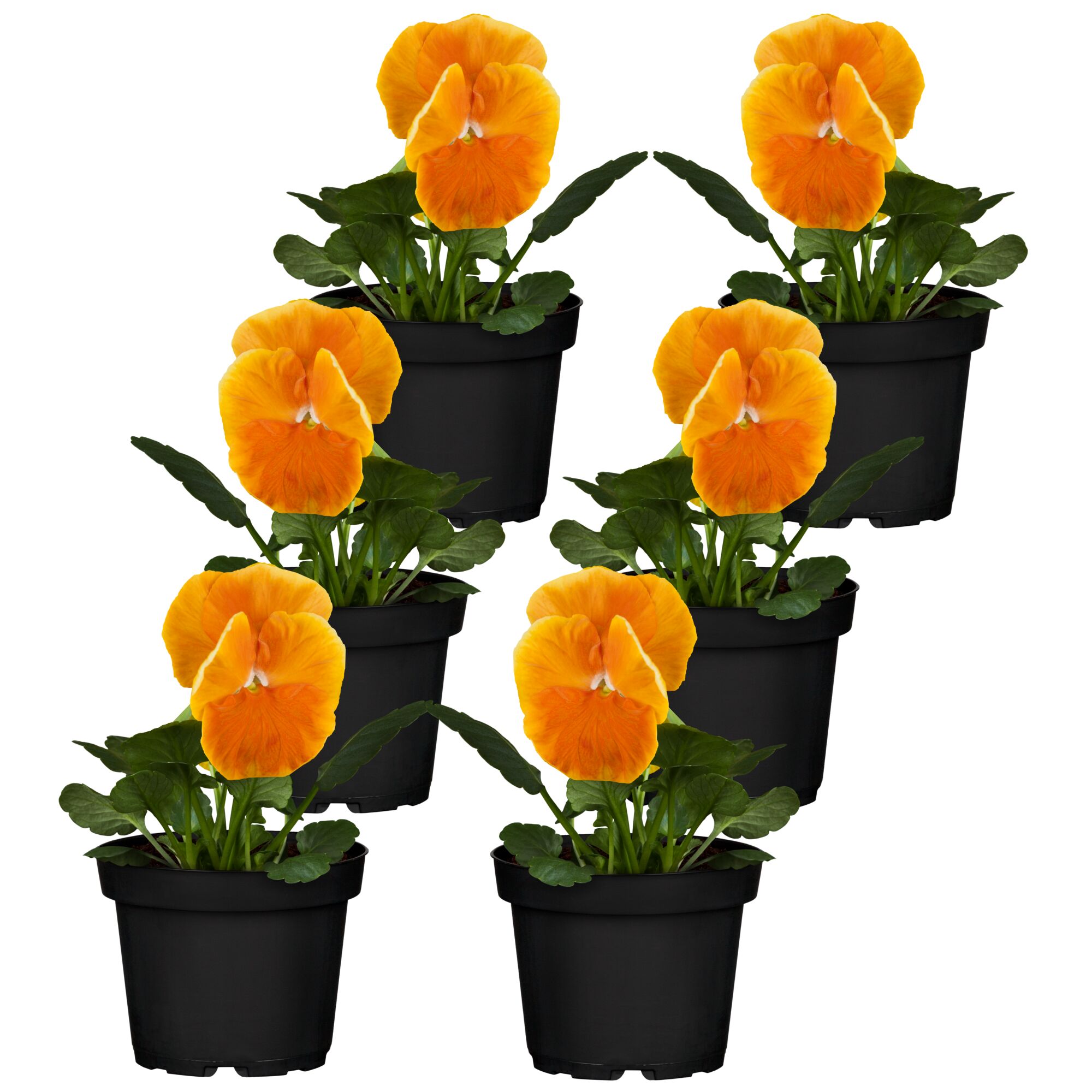 Sechs orange Stiefmütterchen in schwarzen Töpfen