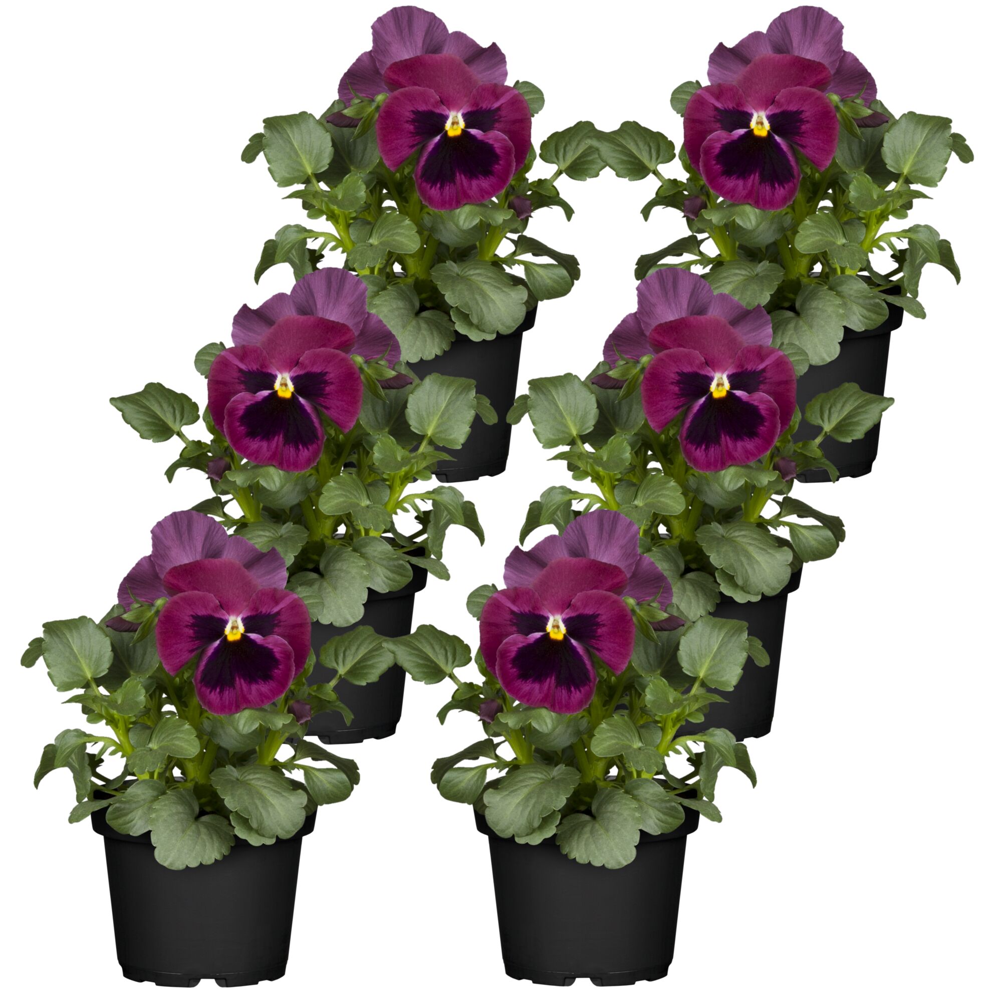 Sechs violette Stiefmütterchen in schwarzen Töpfen
