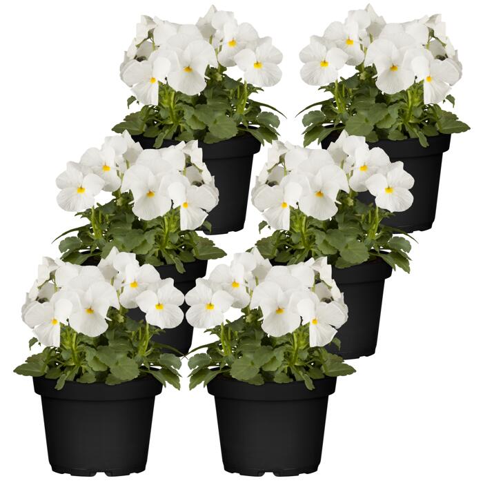 Hornveilchen weiß 9 cm Topf, 6erSet