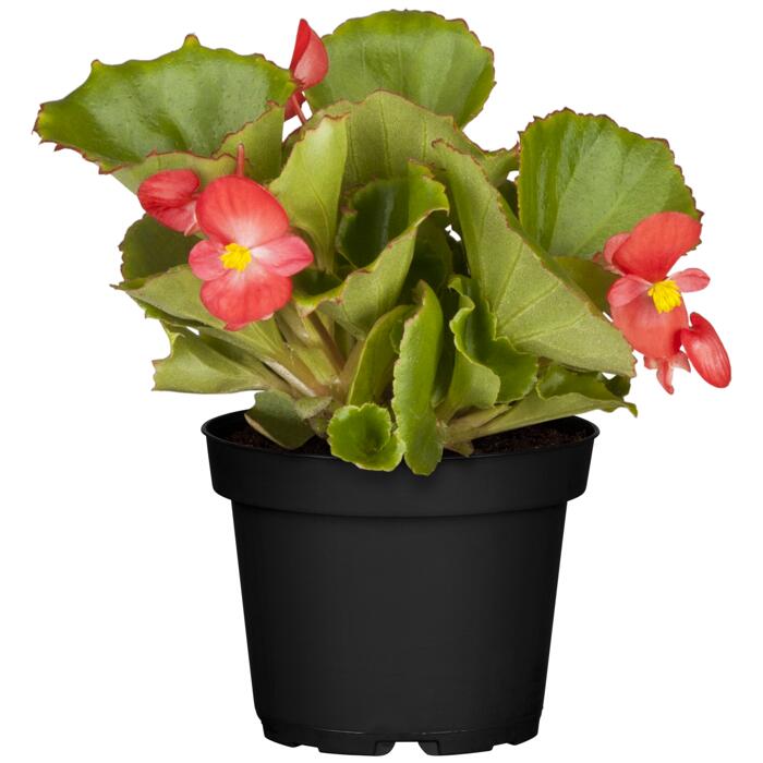 Eisbegonie verschiedene Farben 9 cm Topf