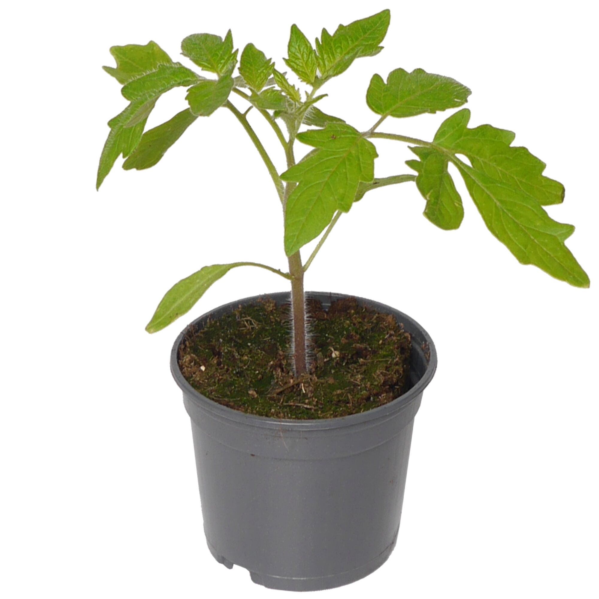 Tomatenpflanze Cocktail im Topf