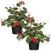 Hängende Geranie rot 12 cm Topf, 2er-Set